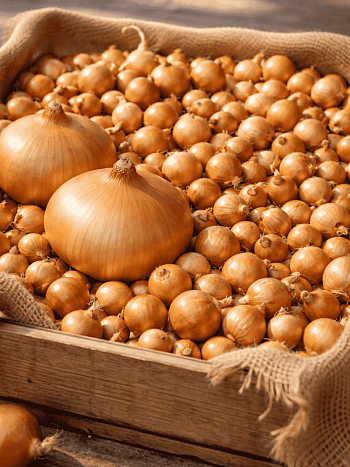 Лук-севок Штутгартер Ризен