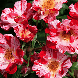 Роза Плетистая Crazy For You