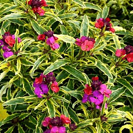 Желтушник льнолистный Variegatum