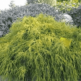 Кипарисовик горохоплодный Sungold