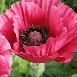 Мак восточный Marlene