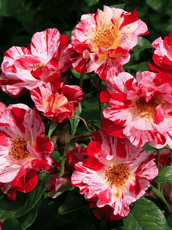 Роза Плетистая Crazy For You