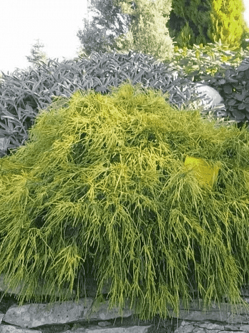 Кипарисовик горохоплодный Sungold