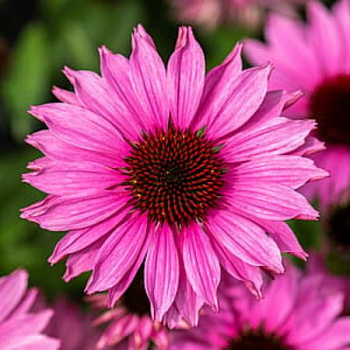 Эхинацея гибридная SunMagic Vintage Fuchsia