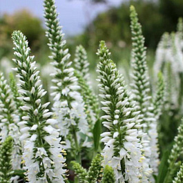 Вероника колосковая Юник Бэби Вайт