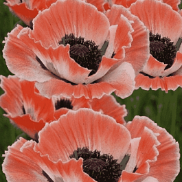 Мак восточный Carnival