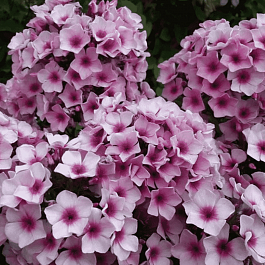 Флокс метельчатый Мозаика