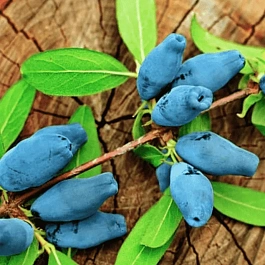 Жимолость плодовая Сувенир