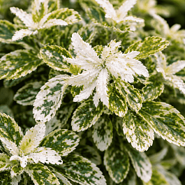 Бересклет Форчуна Harlequin