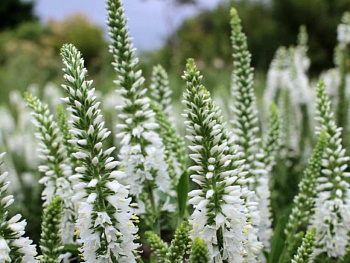 Вероника колосковая Юник Бэби Вайт