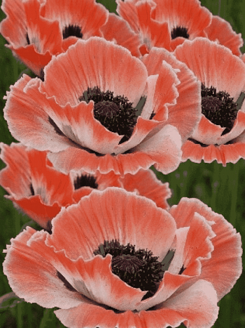 Мак восточный Carnival