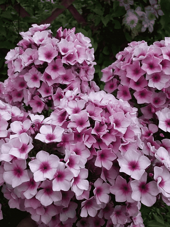 Флокс метельчатый Мозаика