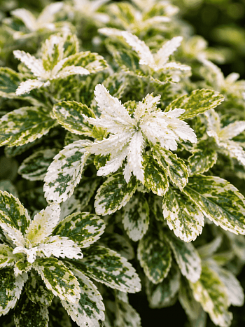 Бересклет Форчуна Harlequin