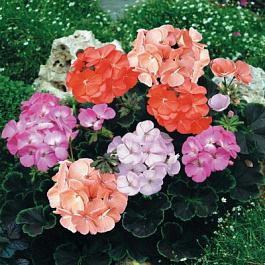 Пеларгония зональная Блэк Вельвет Микс