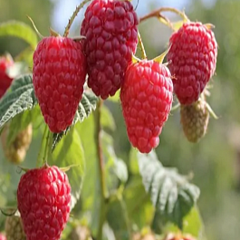 Малина Зюгана