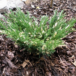 Можжевельник горизонтальный Андорра Варигата Можжевельник горизонтальный Андорра Варигата