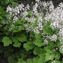 Тиарелла Wherryi White