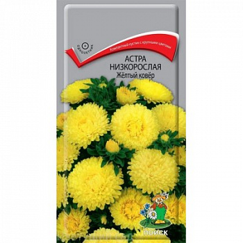 Астра низкорослая Жёлтый ковёр