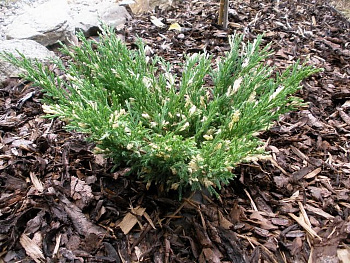 Можжевельник горизонтальный Андорра Варигата