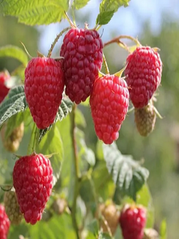 Малина Зюгана