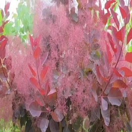 Скумпия кожевенная Grace