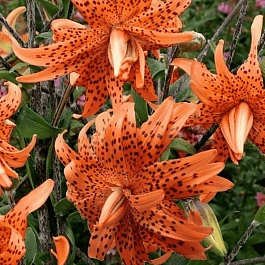 Лилия Flora Plena