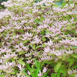 Очиток побегоносный