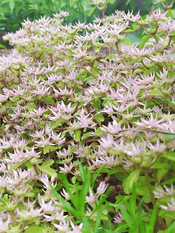 Очиток побегоносный