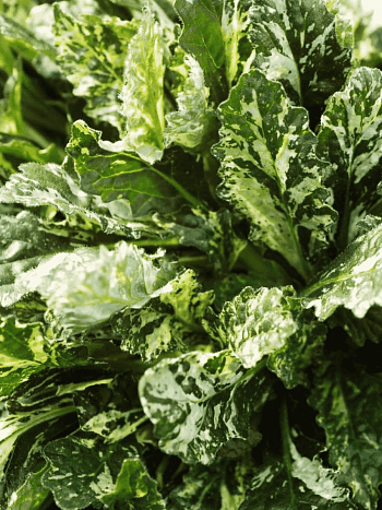 Живучка ползучая  Sparkler