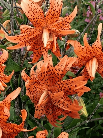 Лилия Flora Plena