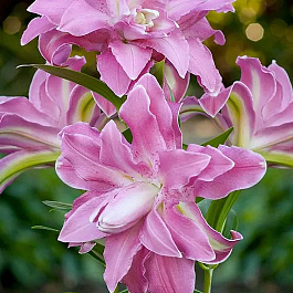 Лилия восточная махровая Лотус Бриз