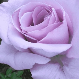 Роза Чайно-гибридная Blue Nile