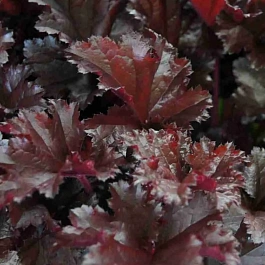 Гейхера Dark Mystery