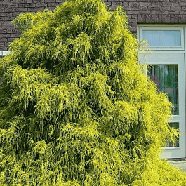 Кипарисовик горохоплодный Filifera Aurea