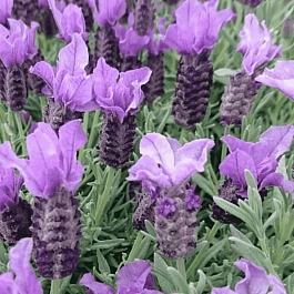 Лаванда французская Great Adventure