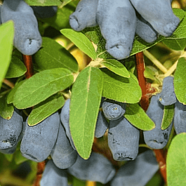 Жимолость плодовая Фиалка