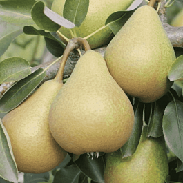 Груша Кокинская