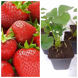 Земляника садовая Берегиня НАБОР 5ШТ Земляника садовая Берегиня НАБОР 5ШТ