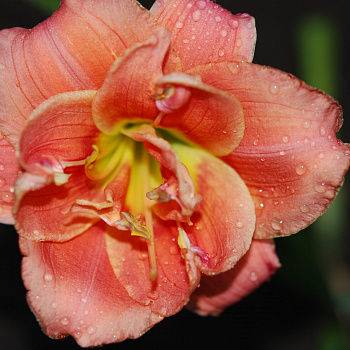 Лилейник гибридный Конго Корэл НАБОР 2ШТ (1+1)