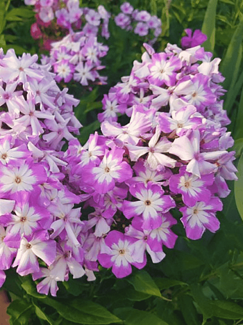 Флокс метельчатый Лунный камень