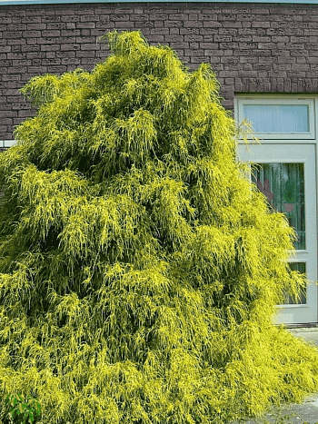 Кипарисовик горохоплодный Filifera Aurea