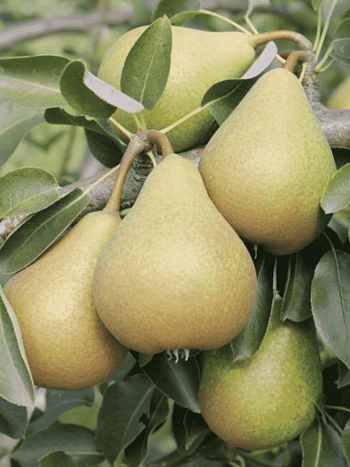 Груша Кокинская