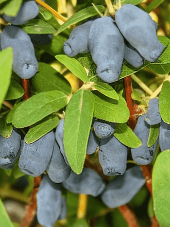 Жимолость плодовая Фиалка