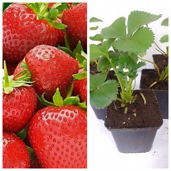 Земляника садовая Берегиня НАБОР 5ШТ Земляника садовая Берегиня НАБОР 5ШТ