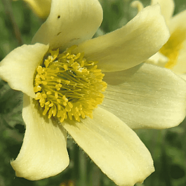 Прострел Албанский