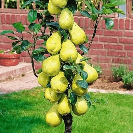 Груша Г-5 (колоновидная)