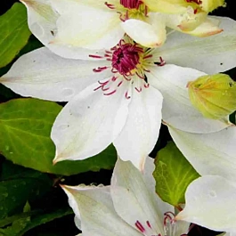 Клематис гибридный Matka Siedliska