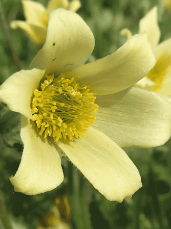 Прострел Албанский