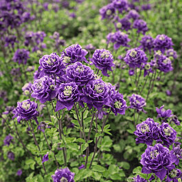 Аквилегия обыкновенная Winky Double Blue and White