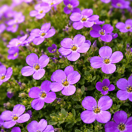 Аубриета Audrey Mid Blue